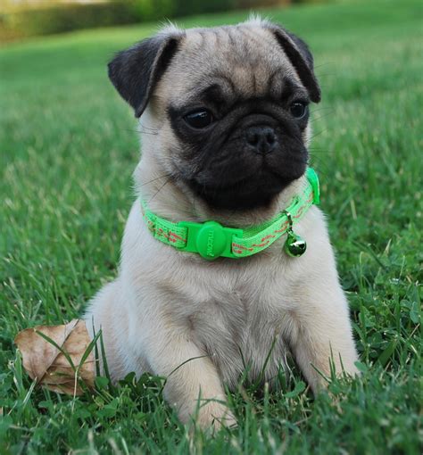 pug on sale|pug puppies for sale near.